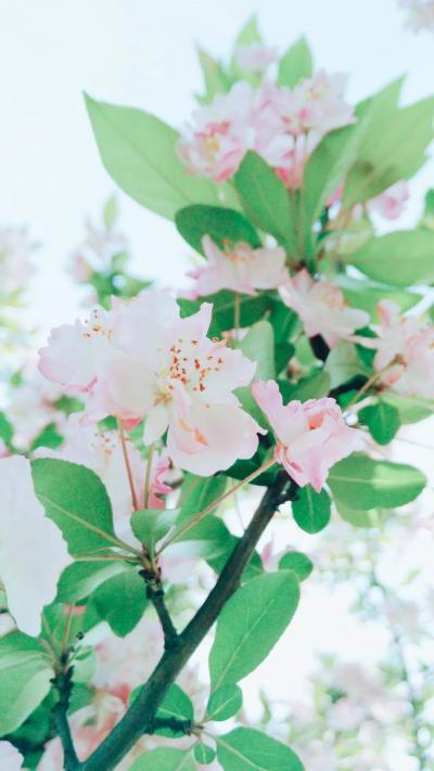 小清新壁纸