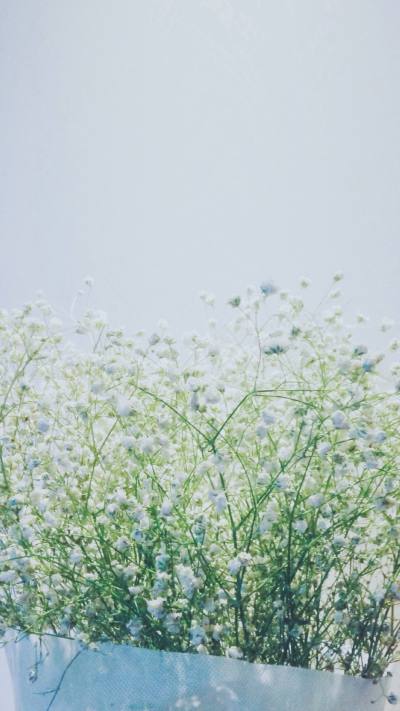 小清新壁纸