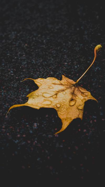 风景壁纸