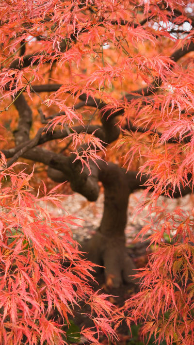 风景壁纸