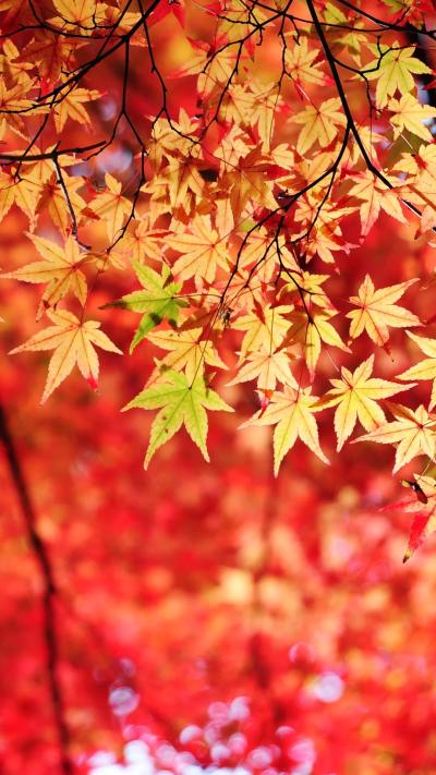 风景壁纸