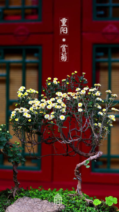 小清新壁纸