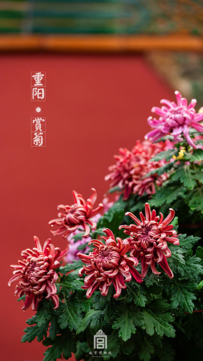 小清新壁纸