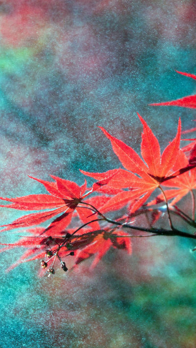 风景壁纸