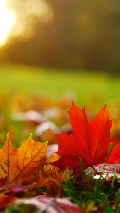 风景壁纸