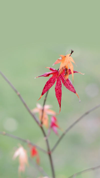 风景壁纸
