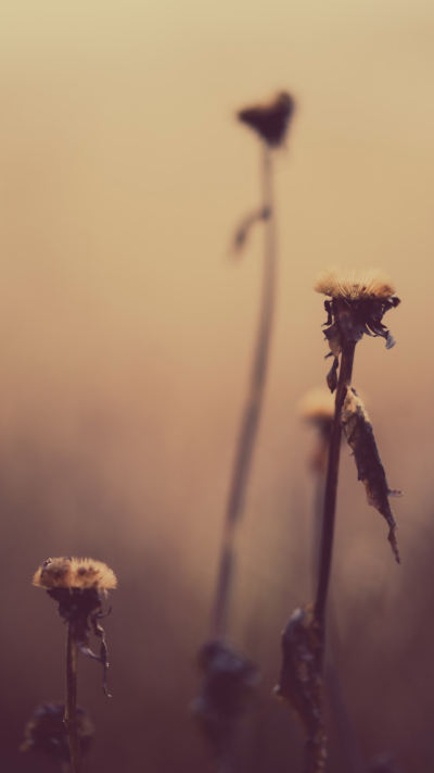 风景壁纸