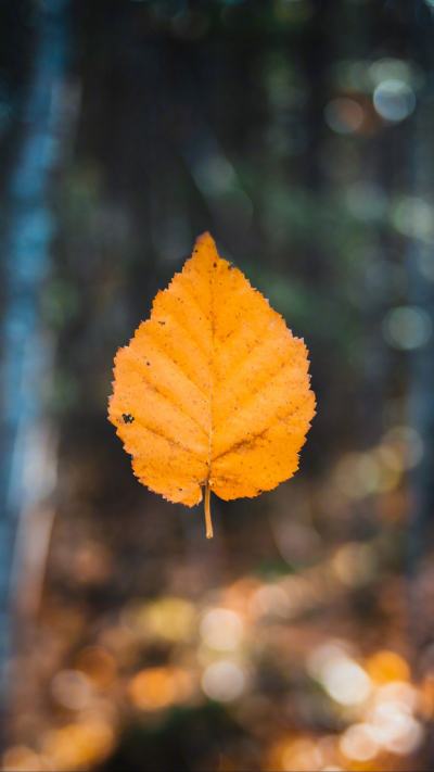 风景壁纸