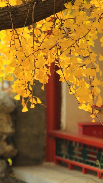 风景壁纸