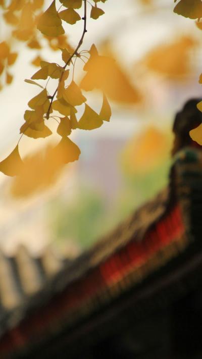 风景壁纸