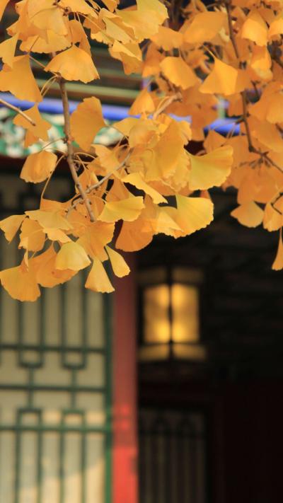 风景壁纸
