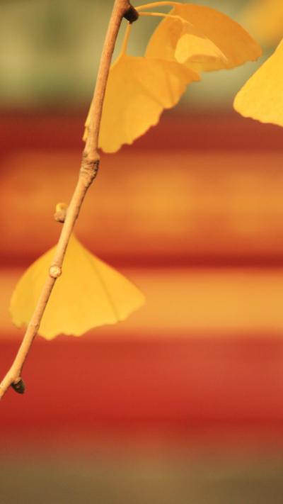 风景壁纸