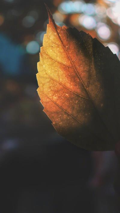 风景壁纸