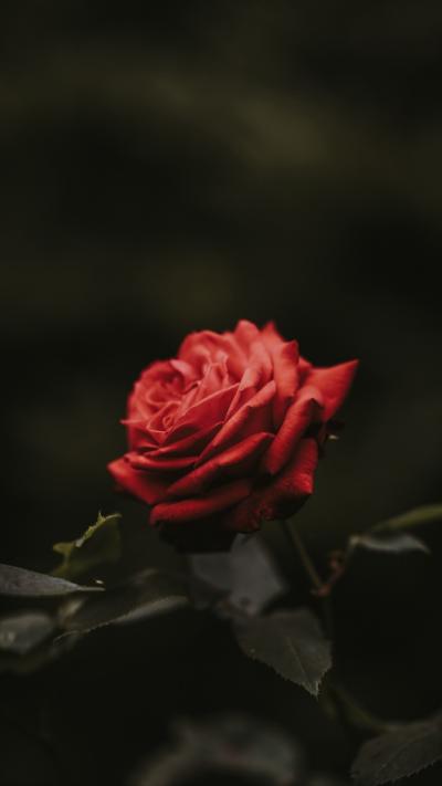 小清新壁纸