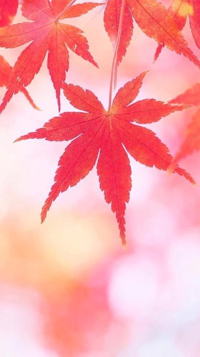风景壁纸