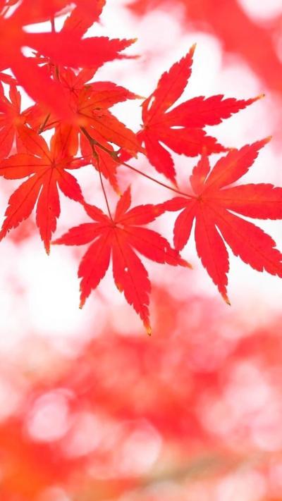 风景壁纸
