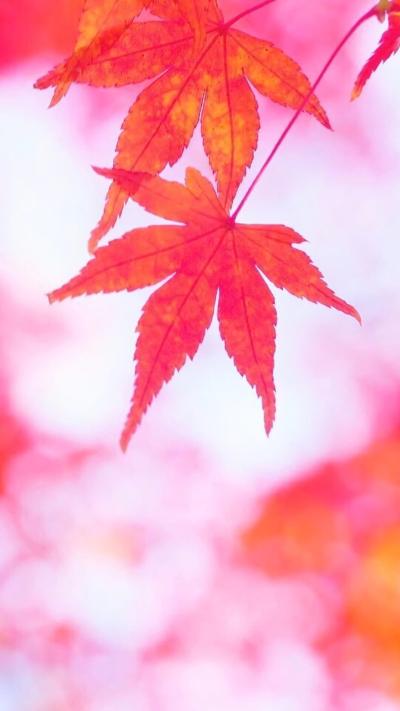 风景壁纸
