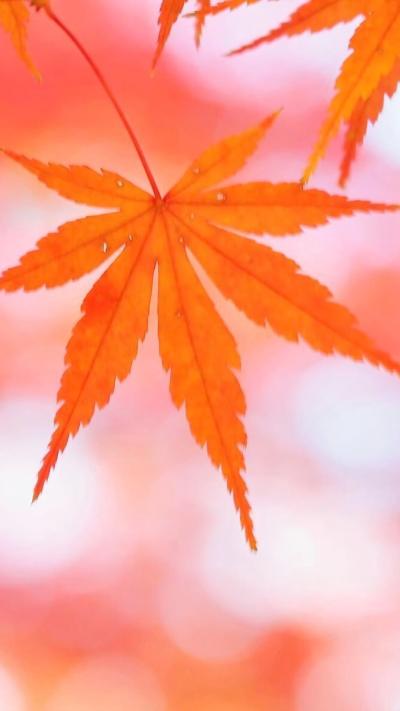 风景壁纸