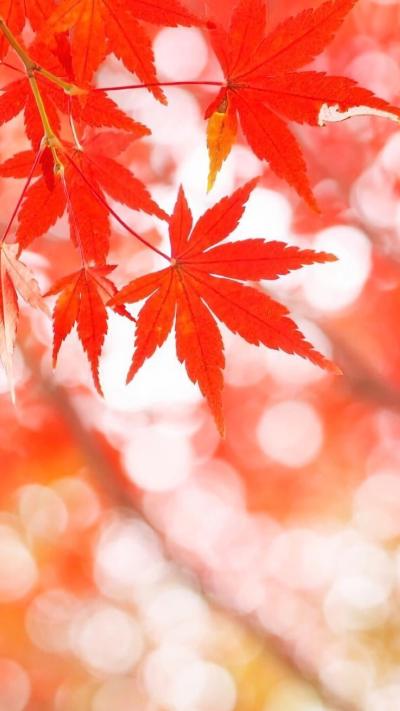 风景壁纸