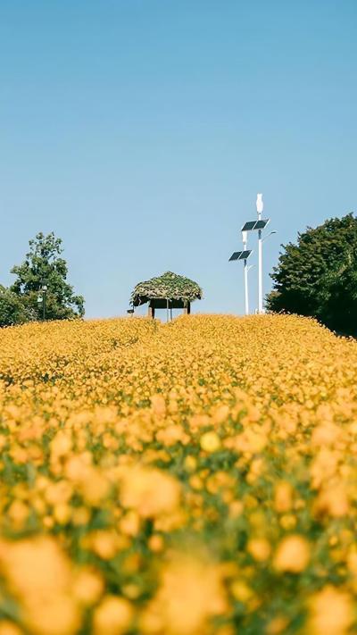 小清新壁纸