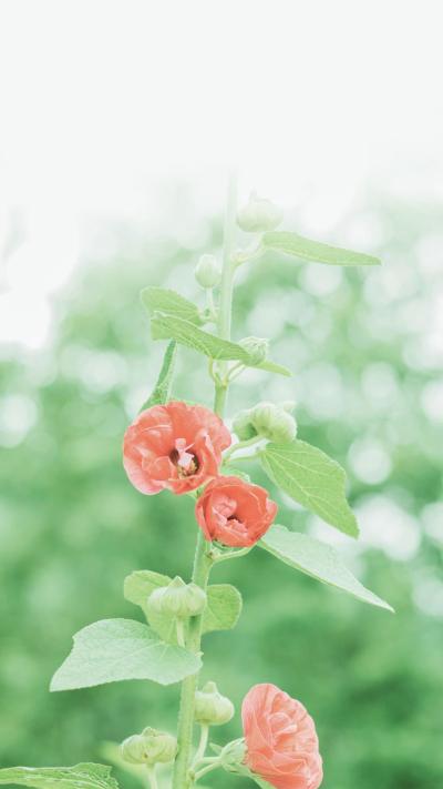 小清新壁纸