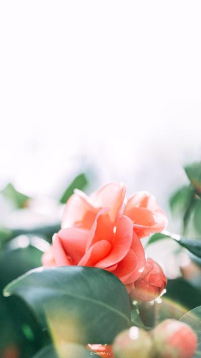 小清新壁纸