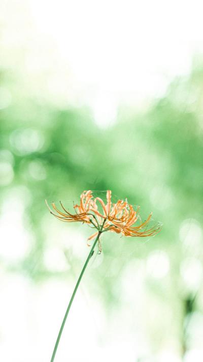 小清新壁纸