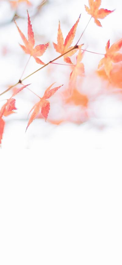 风景壁纸