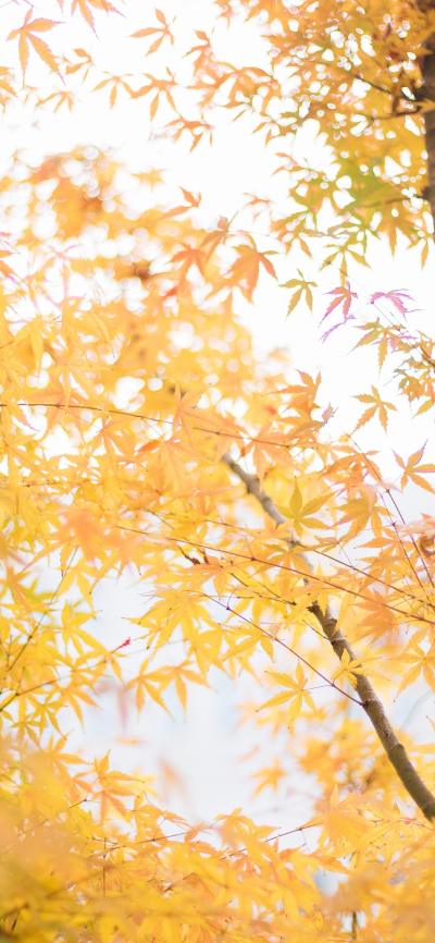 风景壁纸