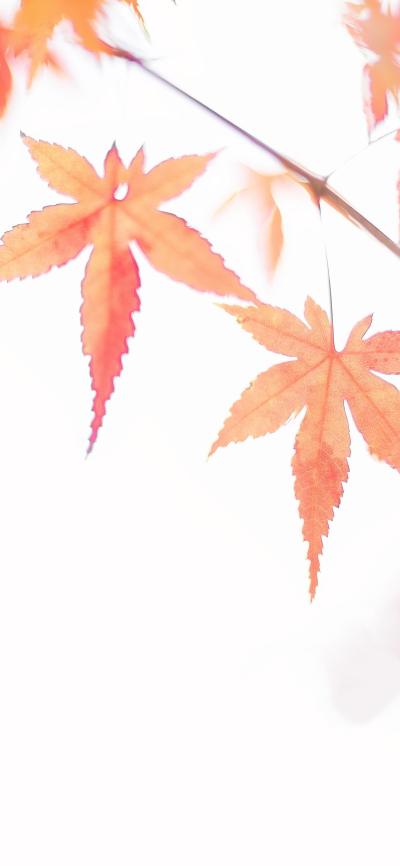 风景壁纸