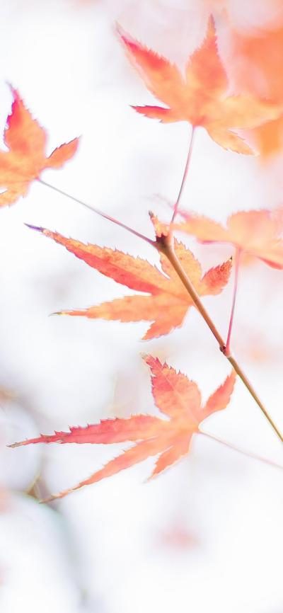 风景壁纸