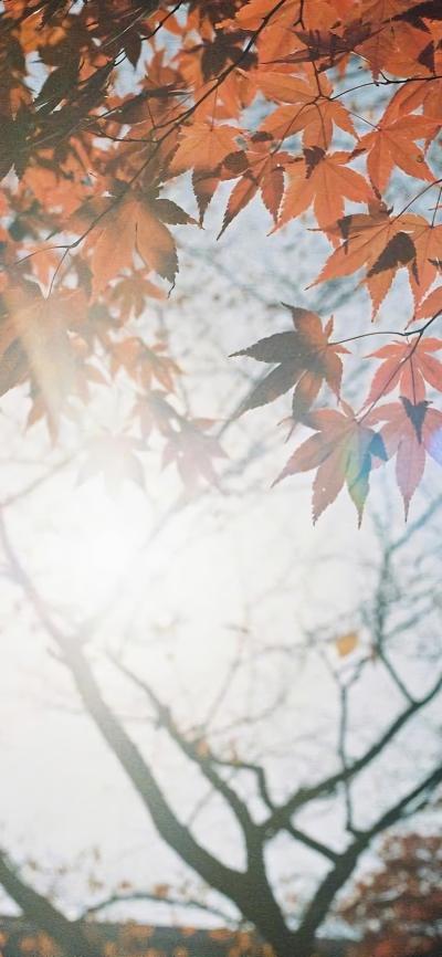 风景壁纸
