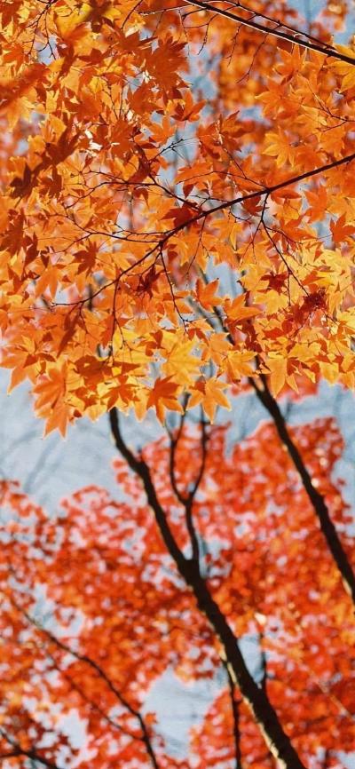 风景壁纸