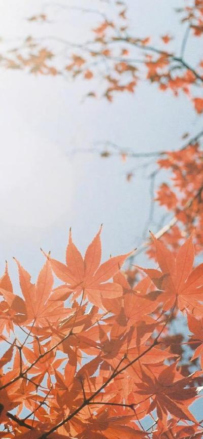 风景壁纸
