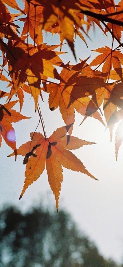 风景壁纸
