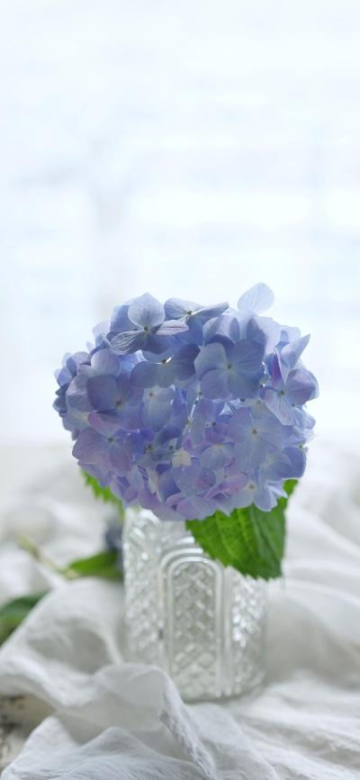 小清新壁纸