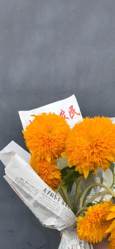 小清新壁纸