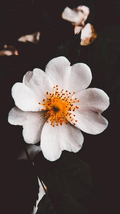小清新壁纸