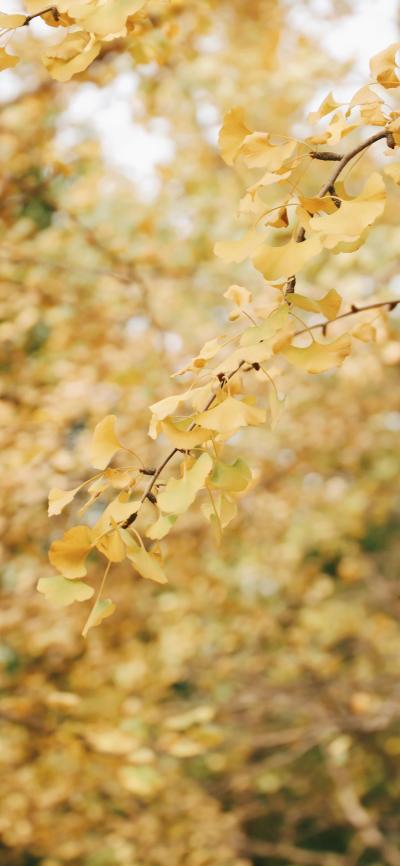 风景壁纸