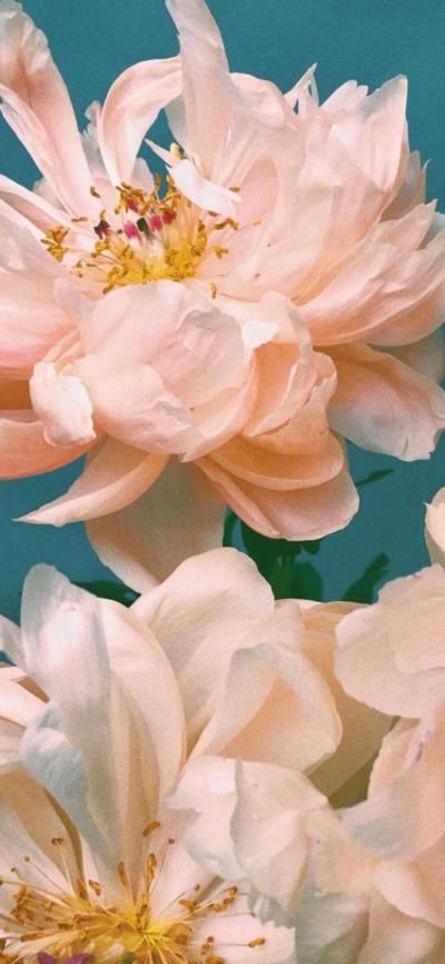 小清新壁纸