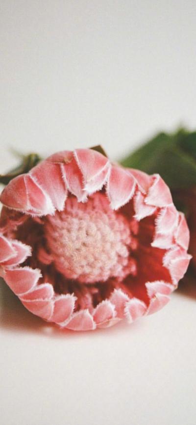 小清新壁纸