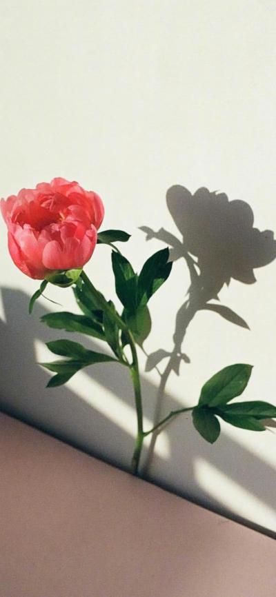 小清新壁纸