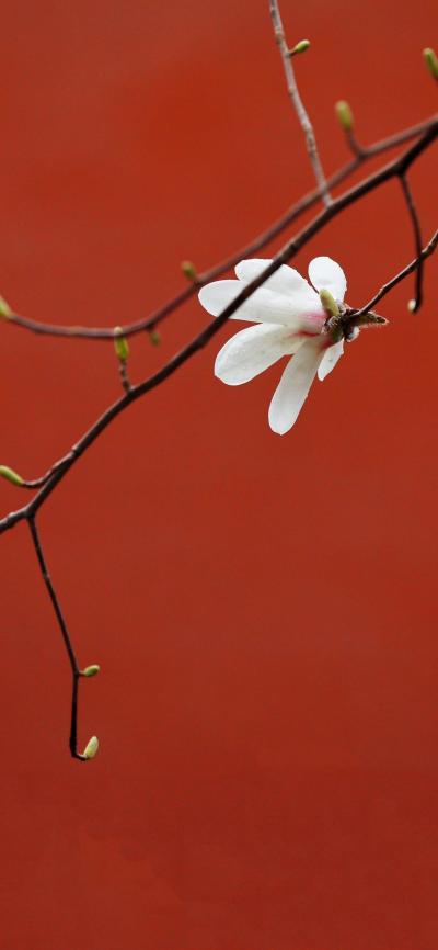 小清新壁纸