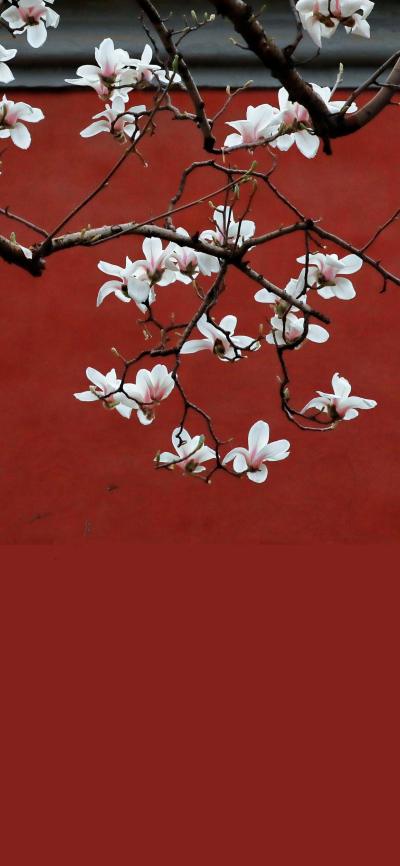 小清新壁纸