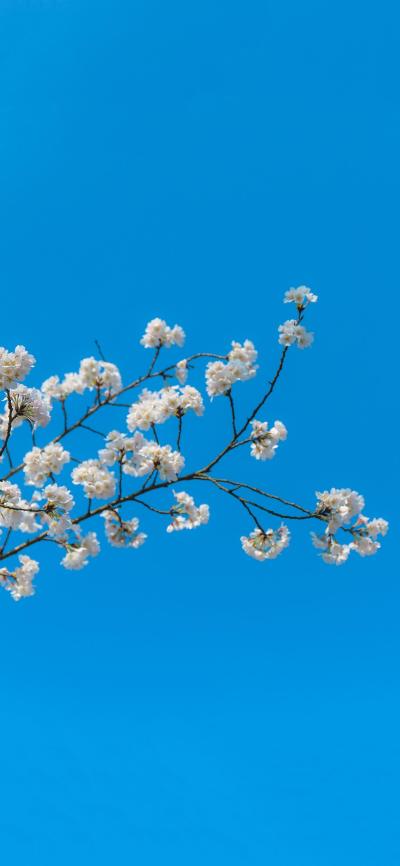 小清新壁纸