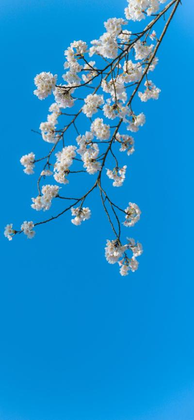 小清新壁纸