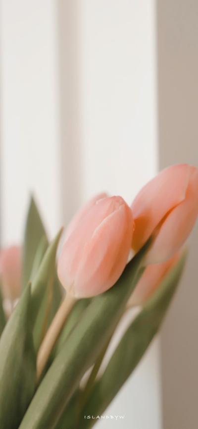 小清新壁纸