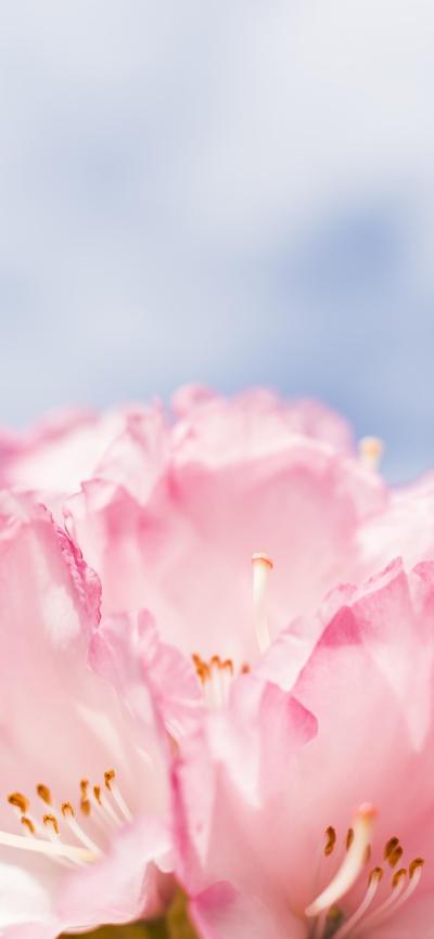 小清新壁纸