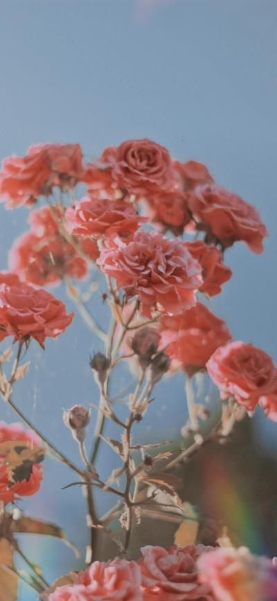 小清新壁纸