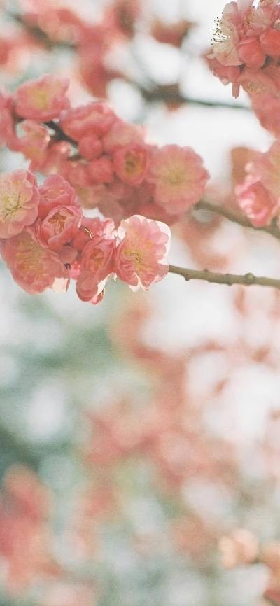 小清新壁纸